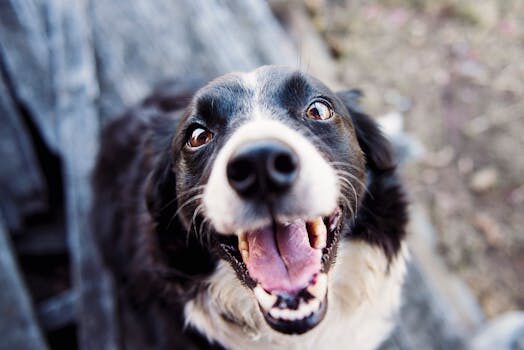 de lobos a companeros la fascinante historia de la evolucion canina 1