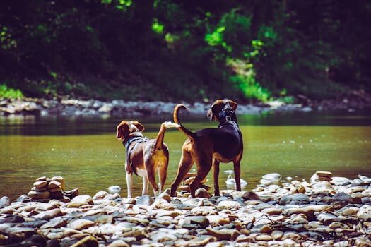 de lobos a companeros la fascinante historia de la evolucion canina 2