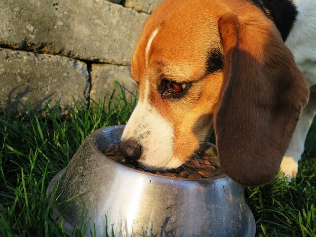 el porque de una buena palatabilidad en la racion de nuestros perros y consejos para una transicion exitosa 4