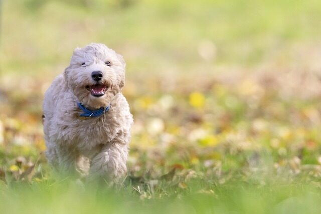 los mejores juguetes para perros segun su personalidad 1