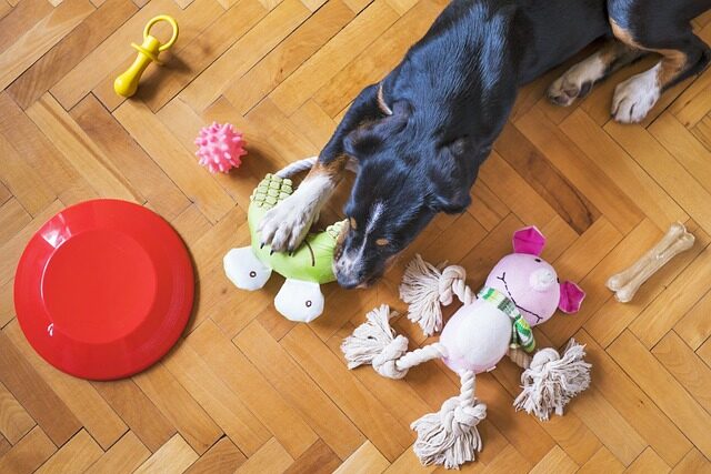 los mejores juguetes para perros segun su personalidad 2