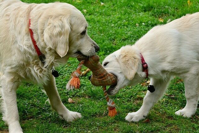 los mejores juguetes para perros segun su personalidad 3