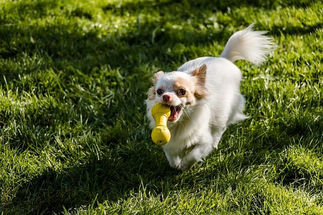 los mejores juguetes para perros segun su personalidad 4