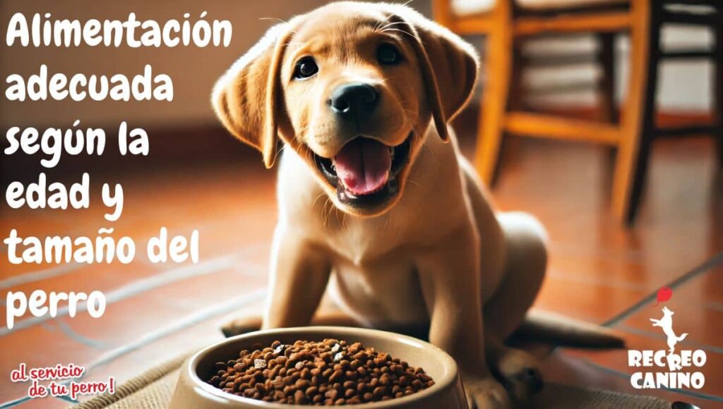 Alimentación adecuada según la edad y tamaño del perro