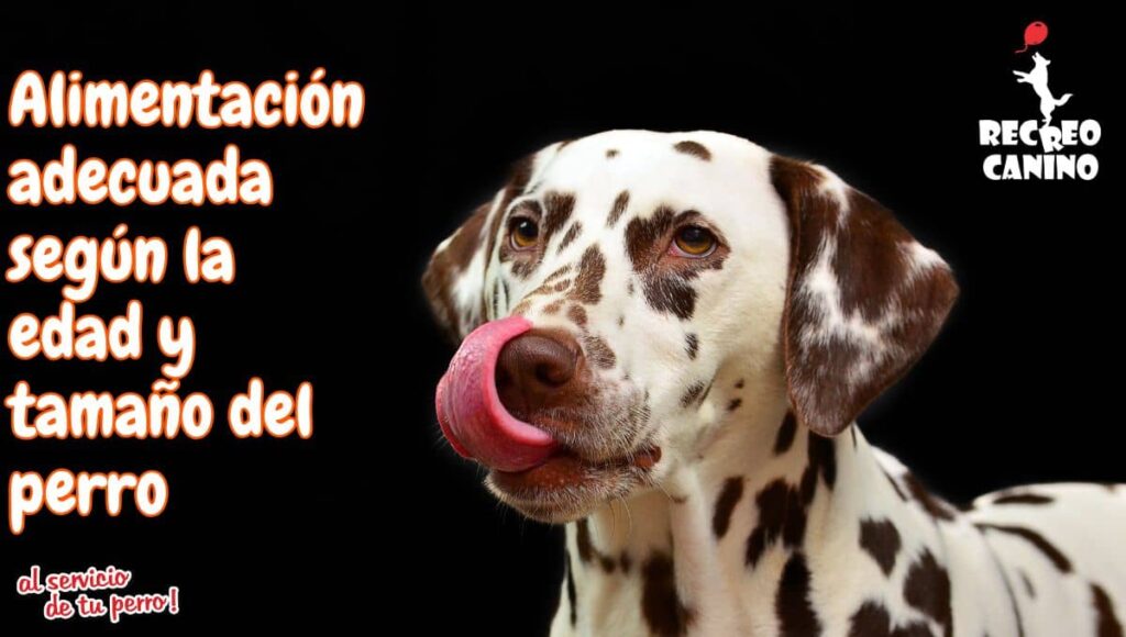 Qué tipos de alimentos son adecuados para perros y por que