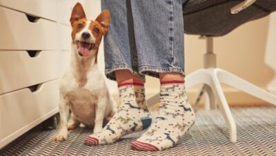 blog sobre mascotas y cuidado animal