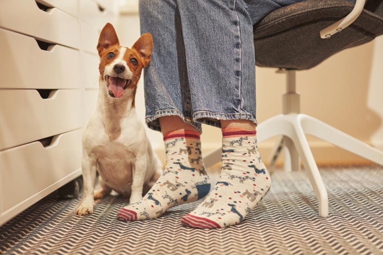 blog sobre mascotas y cuidado animal