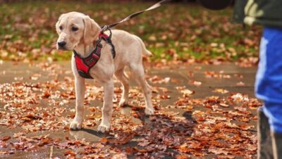 blog sobre mascotas y su cuidado esencial
