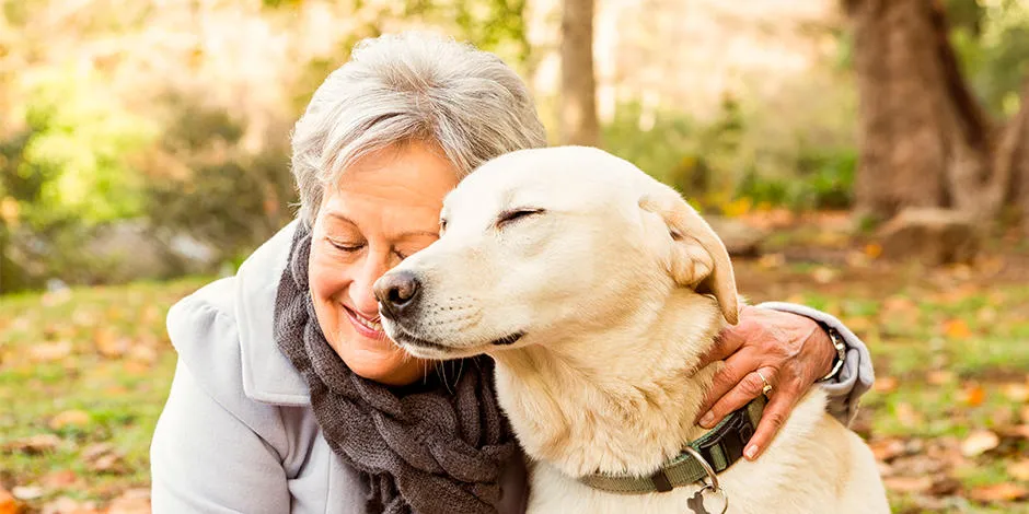 consejos para cuidar a un perro senior adecuadamente