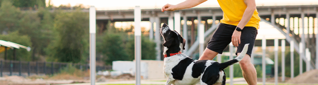 consejos y buenas practicas para el adiestramiento canino