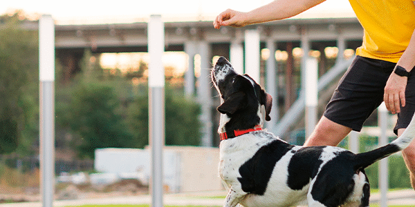 consejos y buenas practicas para el adiestramiento canino