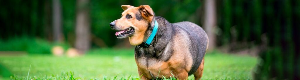 dieta para perros con sobrepeso es realmente necesaria