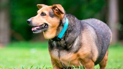 dieta para perros con sobrepeso es realmente necesaria