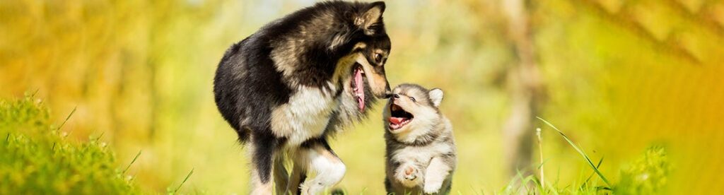 nutricion adecuada segun el ciclo de vida de un perro