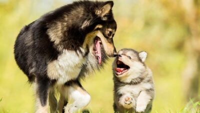 nutricion adecuada segun el ciclo de vida de un perro