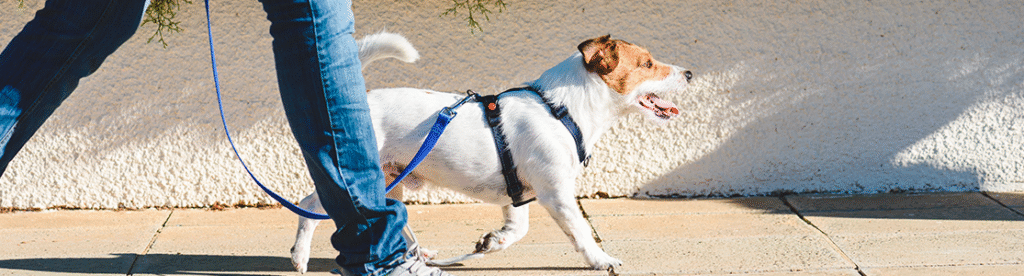 razas de perros activos ideales para hacer ejercicio juntos