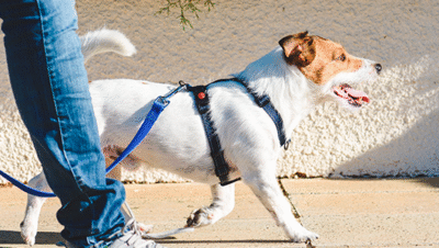 razas de perros activos ideales para hacer ejercicio juntos